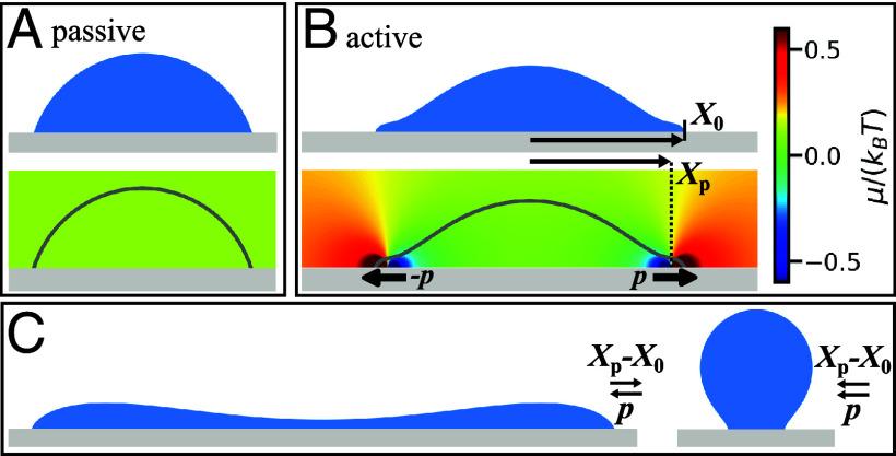 https://cdn.ncbi.nlm.nih.gov/pmc/blobs/2397/12012514/8a83becc80d1/pnas.2403083122fig02.jpg