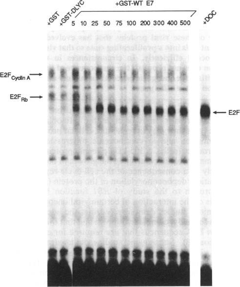 https://cdn.ncbi.nlm.nih.gov/pmc/blobs/2397/49120/997e82c0362d/pnas01084-0340-b.jpg