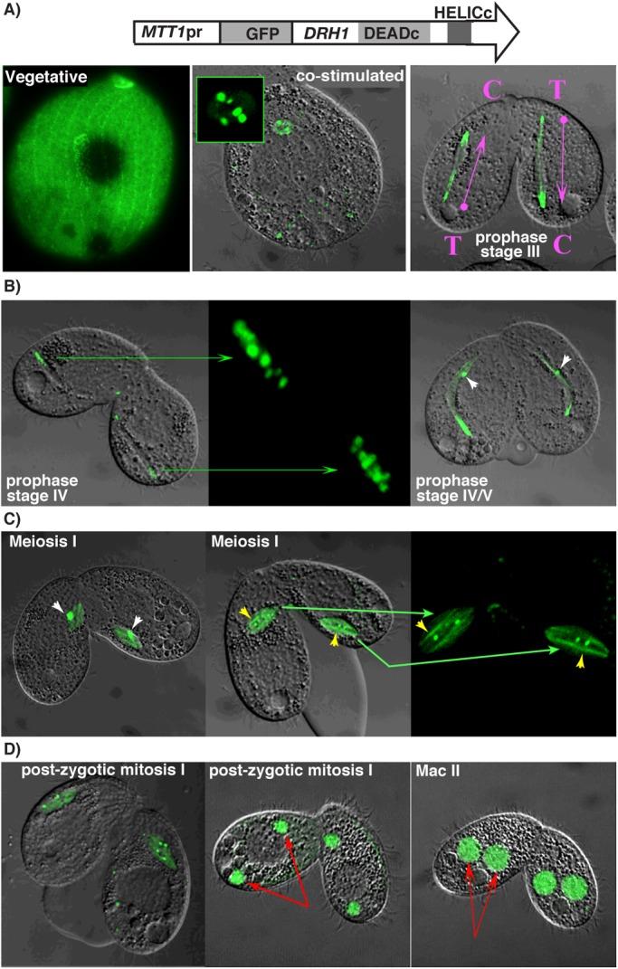 https://cdn.ncbi.nlm.nih.gov/pmc/blobs/239a/5200911/ecce1c140b70/biolopen-5-021576-g2.jpg