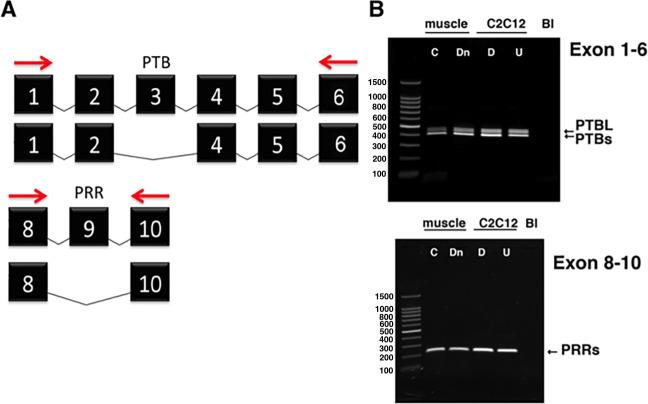 https://cdn.ncbi.nlm.nih.gov/pmc/blobs/239d/11065422/594e3e50ab56/elife-89424-fig1.jpg