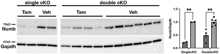 https://cdn.ncbi.nlm.nih.gov/pmc/blobs/239d/11065422/f87f01014b95/elife-89424-fig2.jpg