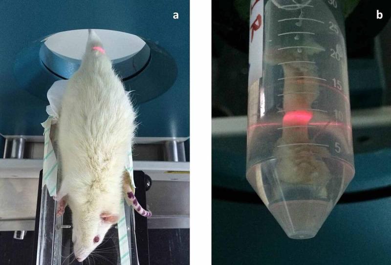 https://cdn.ncbi.nlm.nih.gov/pmc/blobs/239e/7971724/9f361cf930d3/cureus-0013-00000013342-i04.jpg