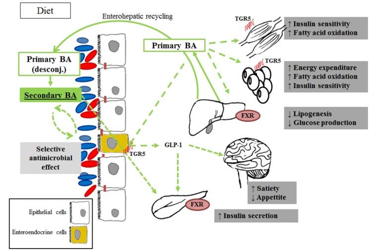 https://cdn.ncbi.nlm.nih.gov/pmc/blobs/239f/4621279/714e0a5f714f/fmicb-06-01151-g001.jpg