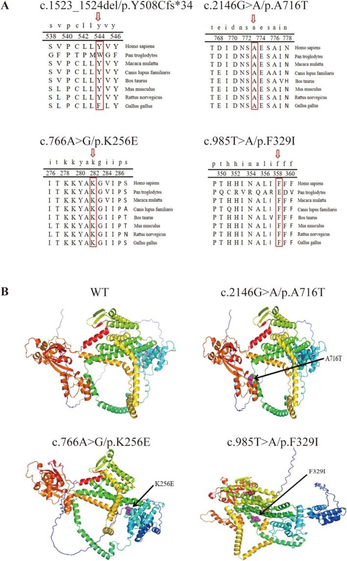 https://cdn.ncbi.nlm.nih.gov/pmc/blobs/23a0/12245724/ae72e87804d5/JDB-17-e70114-g003.jpg