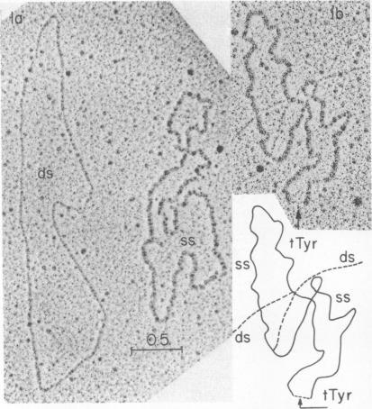 https://cdn.ncbi.nlm.nih.gov/pmc/blobs/23a0/388751/2f7a3232e0ca/pnas00062-0320-a.jpg