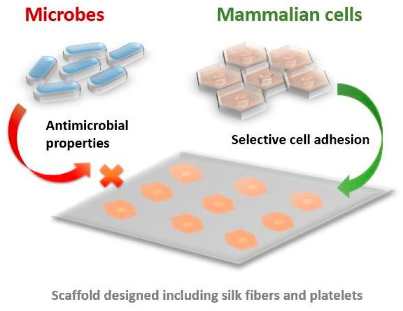 https://cdn.ncbi.nlm.nih.gov/pmc/blobs/23a6/10967872/45fba607a0aa/biomimetics-09-00169-g003.jpg