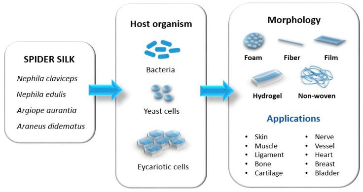 https://cdn.ncbi.nlm.nih.gov/pmc/blobs/23a6/10967872/924525fc20cb/biomimetics-09-00169-g002.jpg