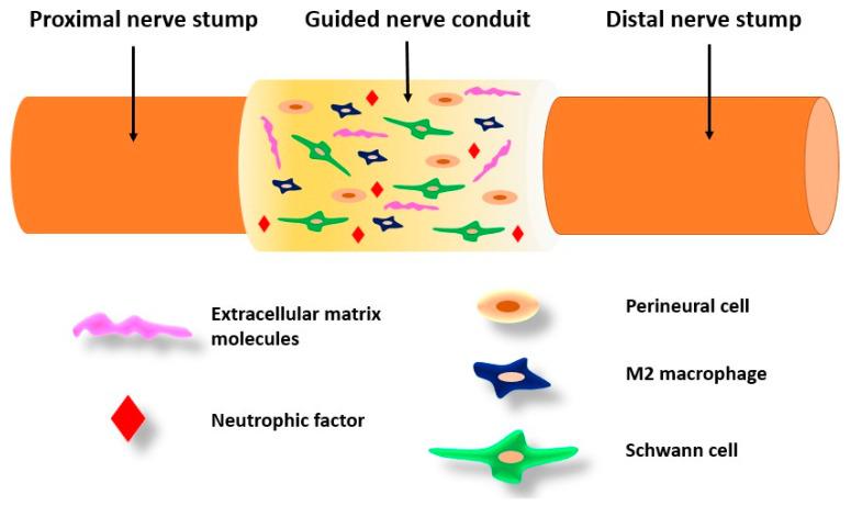 https://cdn.ncbi.nlm.nih.gov/pmc/blobs/23a6/10967872/fb3f899b9976/biomimetics-09-00169-g008.jpg