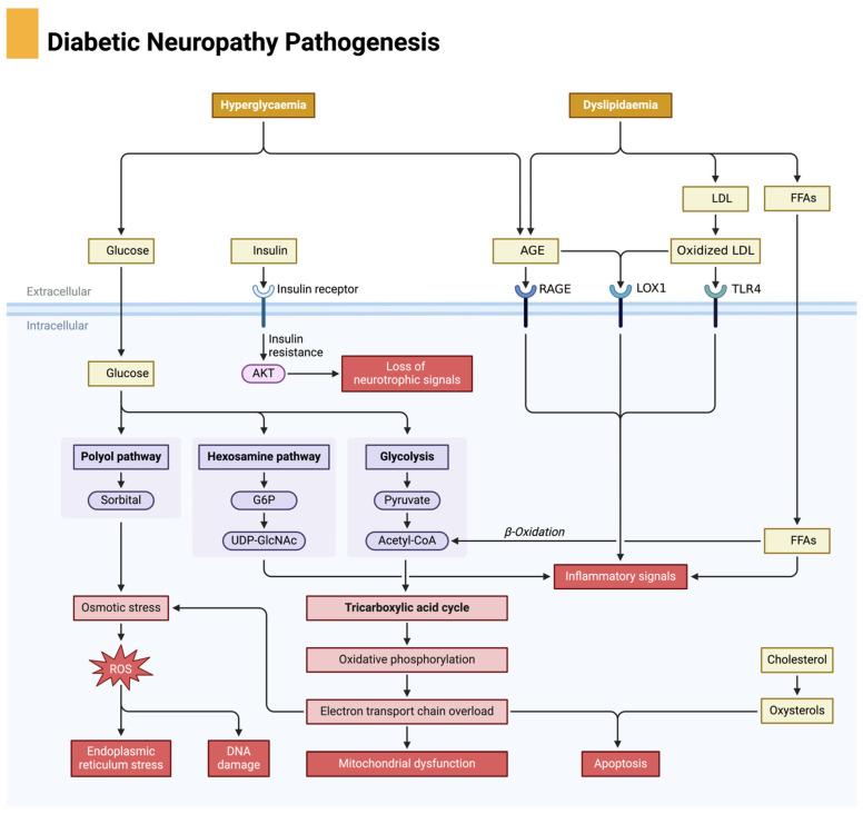 https://cdn.ncbi.nlm.nih.gov/pmc/blobs/23aa/12109115/7de6cc790b9c/biomedicines-13-01076-g001.jpg