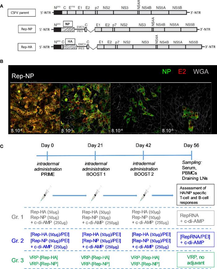 https://cdn.ncbi.nlm.nih.gov/pmc/blobs/23aa/7877248/f53fd9ccb8a6/fimmu-11-622385-g001.jpg