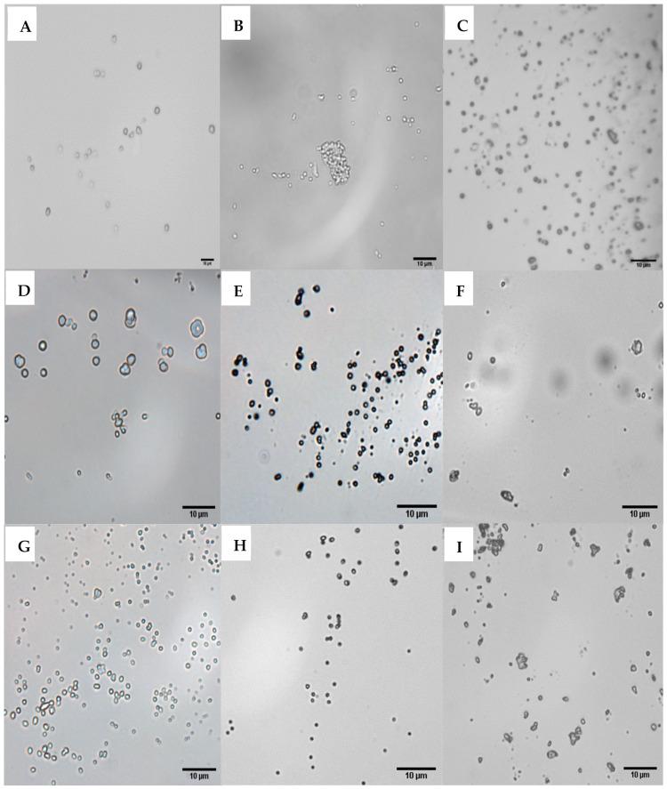 https://cdn.ncbi.nlm.nih.gov/pmc/blobs/23ab/9269393/d3c46f5f595e/polymers-14-02571-g003.jpg