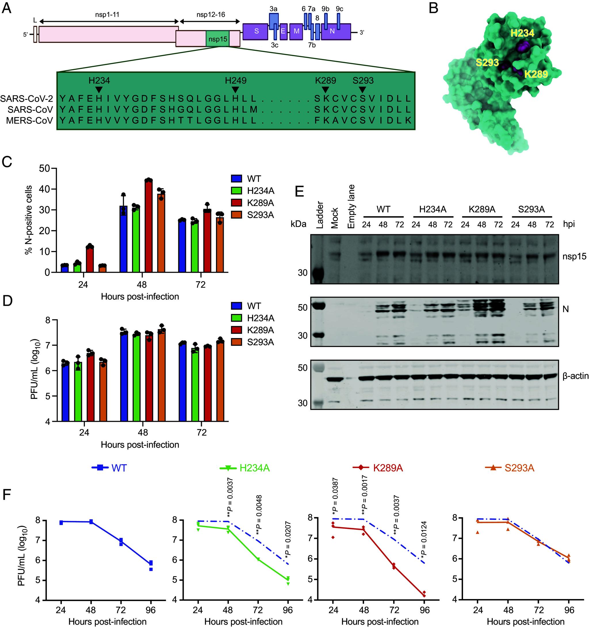 https://cdn.ncbi.nlm.nih.gov/pmc/blobs/23ae/12184426/d0d4b6aa5fc3/pnas.2426528122fig01.jpg