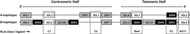 https://cdn.ncbi.nlm.nih.gov/pmc/blobs/23ae/8041876/2c927299469d/41598_2021_86964_Fig1_HTML.jpg