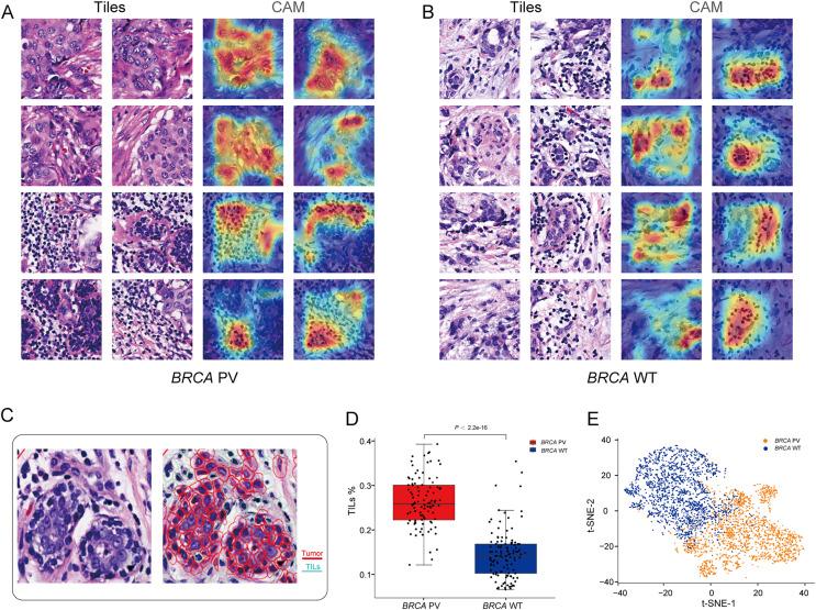 https://cdn.ncbi.nlm.nih.gov/pmc/blobs/23bb/11526788/21ad18c67e7f/peerj-12-18098-g005.jpg