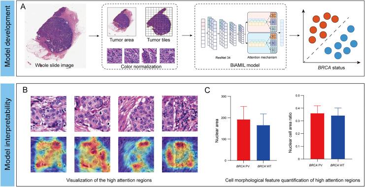 https://cdn.ncbi.nlm.nih.gov/pmc/blobs/23bb/11526788/220f77edf39a/peerj-12-18098-g001.jpg