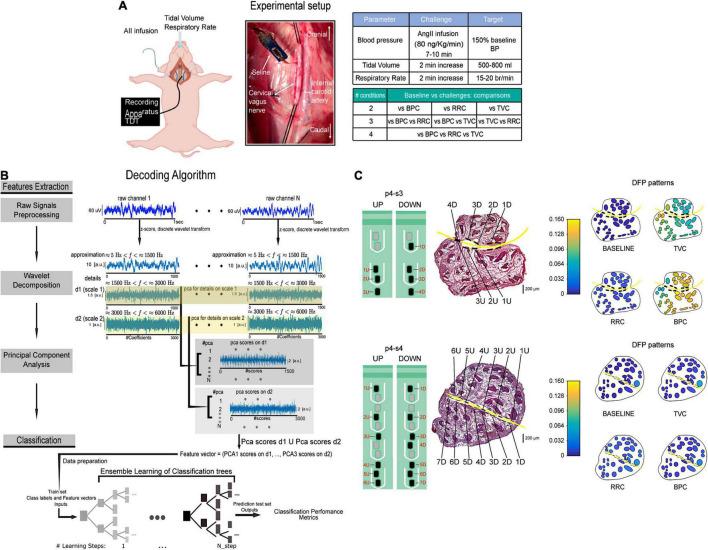 https://cdn.ncbi.nlm.nih.gov/pmc/blobs/23bc/9021417/c18e9dac368b/fcvm-09-866957-g006.jpg
