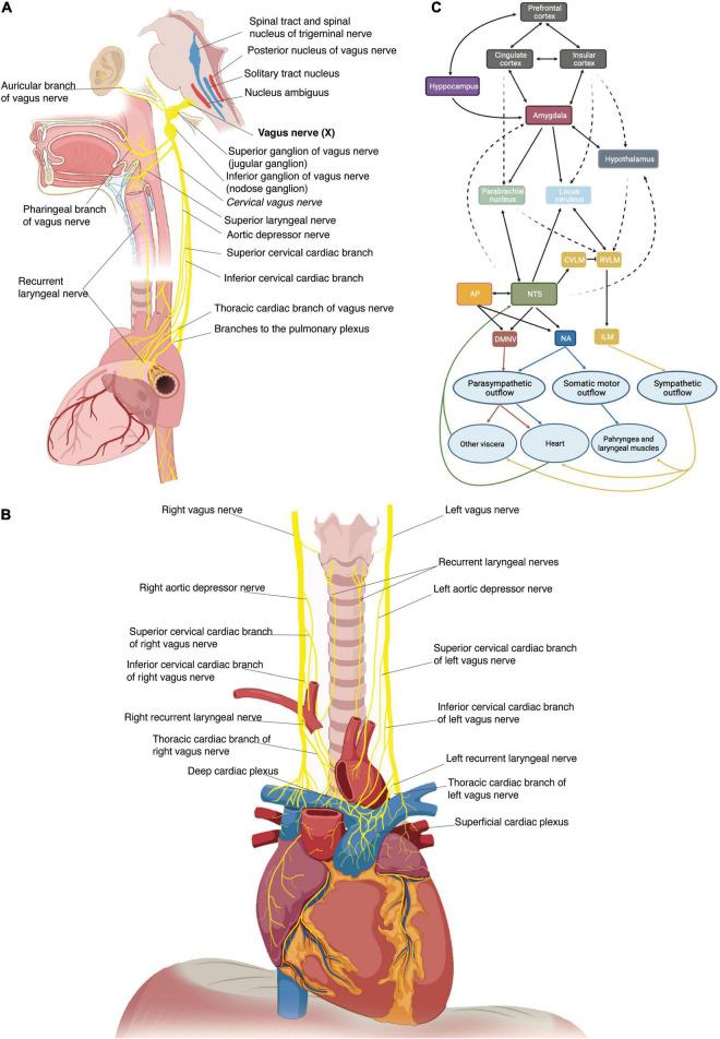 https://cdn.ncbi.nlm.nih.gov/pmc/blobs/23bc/9021417/f4074fc027f4/fcvm-09-866957-g001.jpg