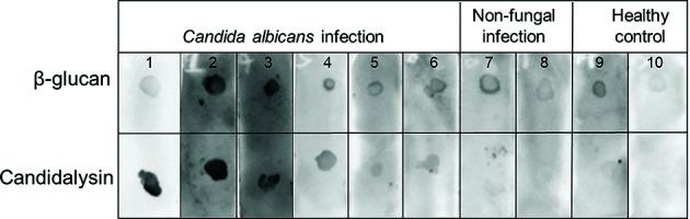 https://cdn.ncbi.nlm.nih.gov/pmc/blobs/23c0/12403709/3e199267d4c4/spectrum.03245-24.f001.jpg