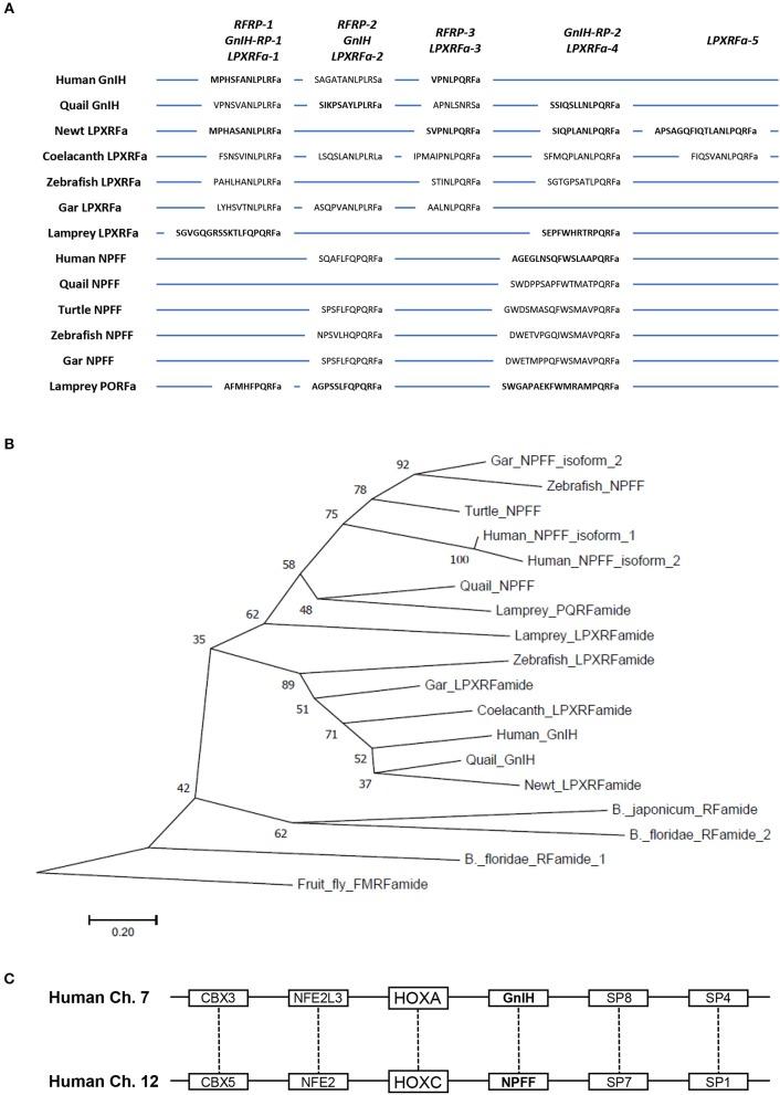 https://cdn.ncbi.nlm.nih.gov/pmc/blobs/23c0/6241250/ce222003854e/fendo-09-00662-g0001.jpg