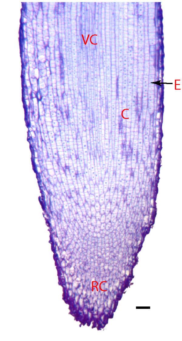 https://cdn.ncbi.nlm.nih.gov/pmc/blobs/23c1/2277415/0b182a166100/1471-2229-8-21-1.jpg