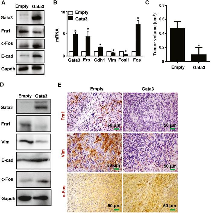 https://cdn.ncbi.nlm.nih.gov/pmc/blobs/23c5/10290069/2c4b40d74467/41419_2023_5888_Fig2_HTML.jpg