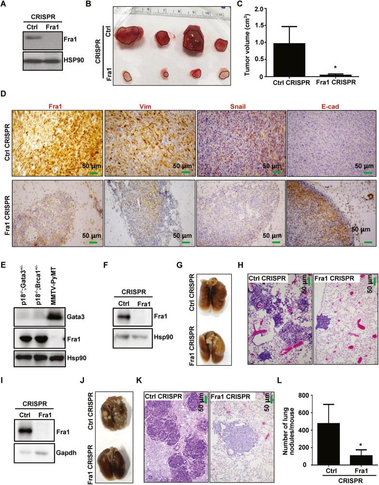 https://cdn.ncbi.nlm.nih.gov/pmc/blobs/23c5/10290069/7a8177077de0/41419_2023_5888_Fig5_HTML.jpg