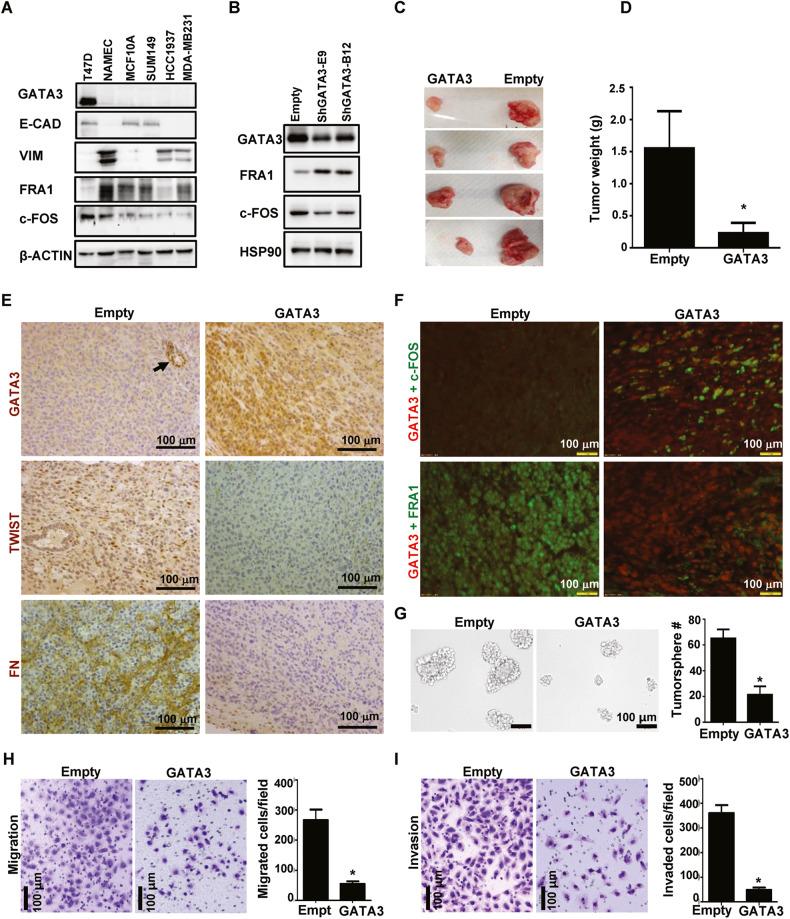 https://cdn.ncbi.nlm.nih.gov/pmc/blobs/23c5/10290069/96f86512894d/41419_2023_5888_Fig3_HTML.jpg