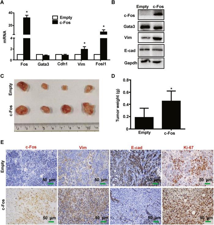 https://cdn.ncbi.nlm.nih.gov/pmc/blobs/23c5/10290069/b5c5333b86c7/41419_2023_5888_Fig6_HTML.jpg