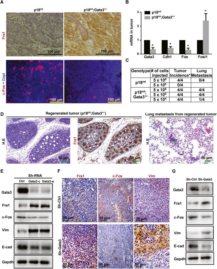 https://cdn.ncbi.nlm.nih.gov/pmc/blobs/23c5/10290069/d120c3023704/41419_2023_5888_Fig1_HTML.jpg