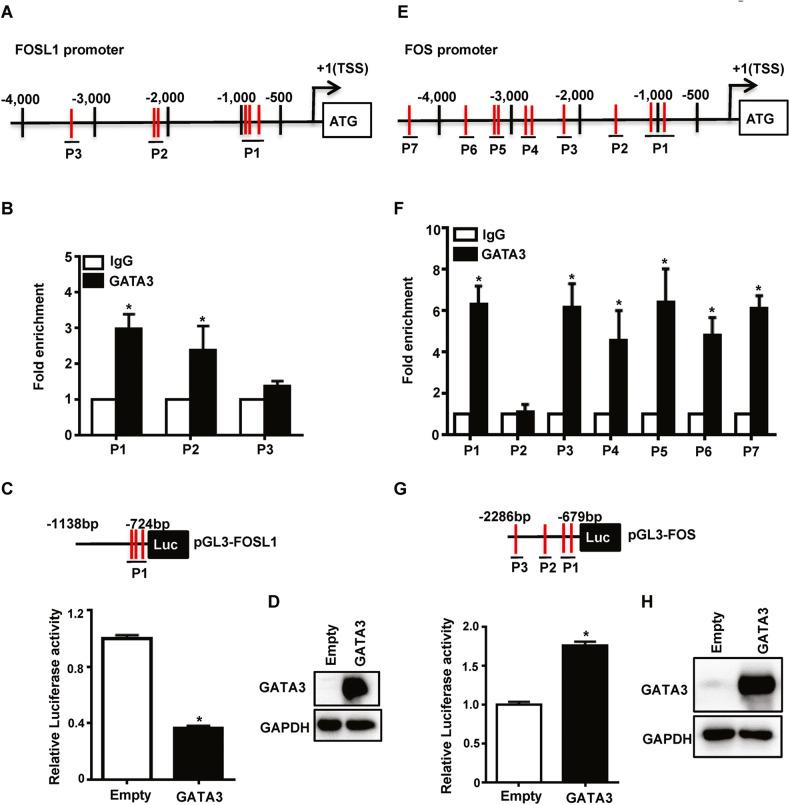 https://cdn.ncbi.nlm.nih.gov/pmc/blobs/23c5/10290069/d42cadab3f8a/41419_2023_5888_Fig4_HTML.jpg