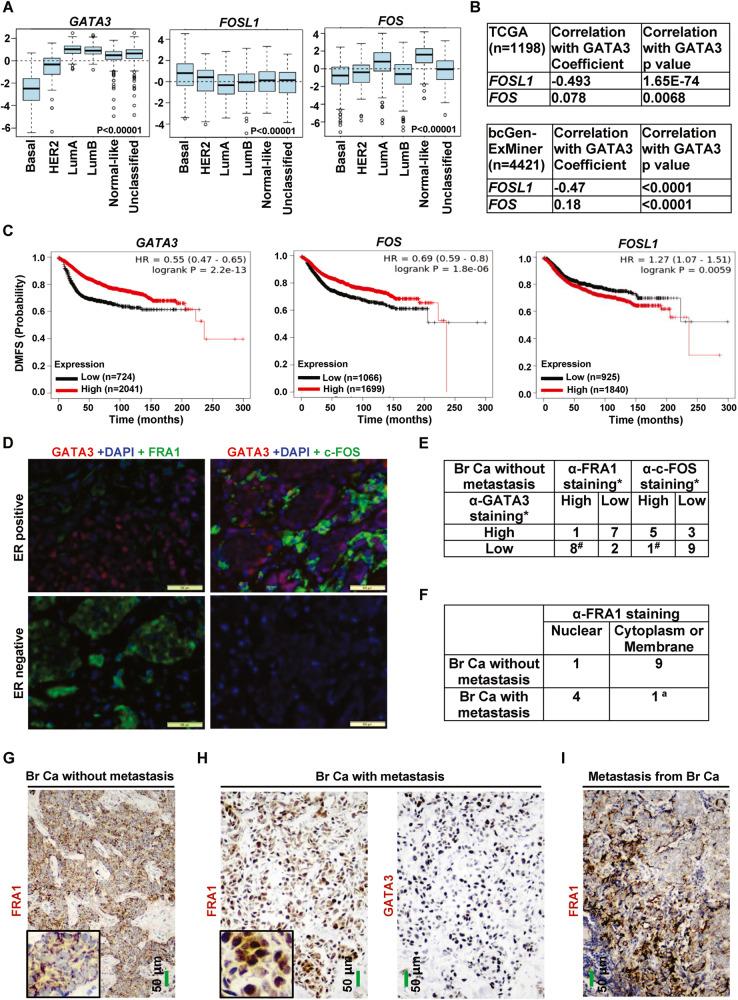 https://cdn.ncbi.nlm.nih.gov/pmc/blobs/23c5/10290069/d49f405abf01/41419_2023_5888_Fig7_HTML.jpg