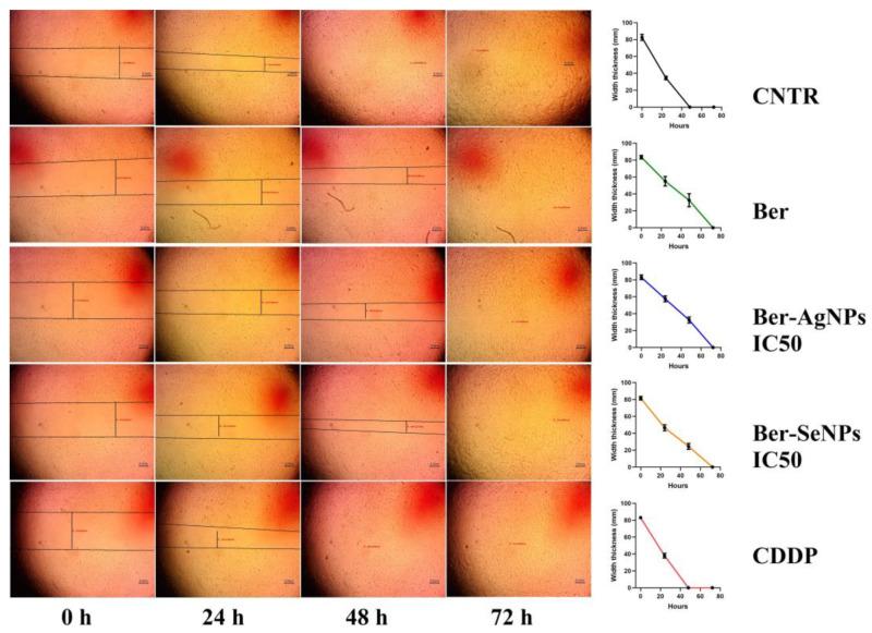 https://cdn.ncbi.nlm.nih.gov/pmc/blobs/23c6/10854975/d6f3df89224c/cells-13-00287-g002.jpg