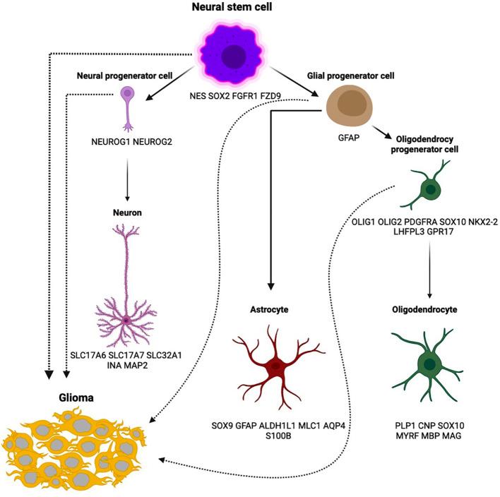 https://cdn.ncbi.nlm.nih.gov/pmc/blobs/23c6/11968700/5a30c023c91b/fimmu-16-1530305-g001.jpg