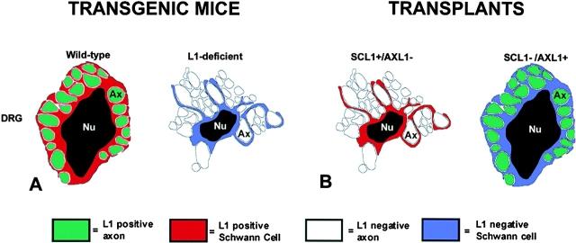 https://cdn.ncbi.nlm.nih.gov/pmc/blobs/23c7/2169489/c33facfa4d85/JCB9906048.f7.jpg