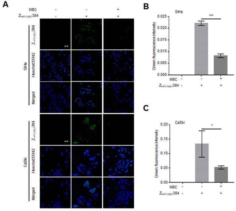 https://cdn.ncbi.nlm.nih.gov/pmc/blobs/23c7/9405713/39ac5179e67c/biomolecules-12-01114-g006.jpg