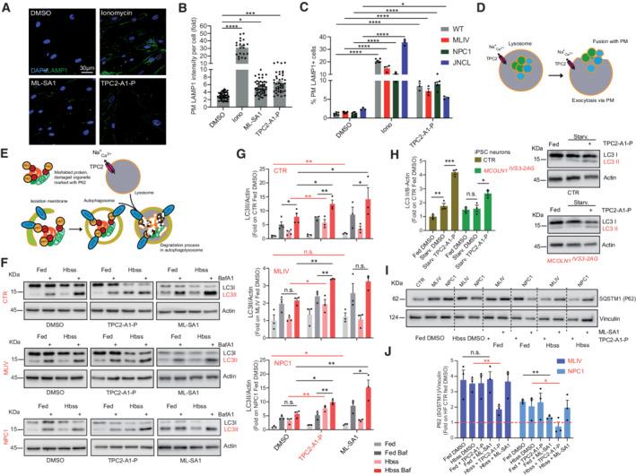 https://cdn.ncbi.nlm.nih.gov/pmc/blobs/23c7/9449600/42400ae0a68f/EMMM-14-e15377-g004.jpg