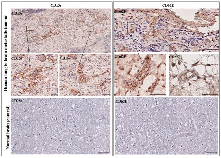 https://cdn.ncbi.nlm.nih.gov/pmc/blobs/23c9/5535965/84301d47caa6/ijms-18-01474-g006.jpg