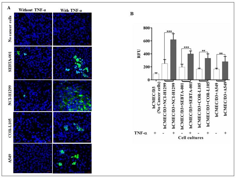 https://cdn.ncbi.nlm.nih.gov/pmc/blobs/23c9/5535965/b2c355488a51/ijms-18-01474-g002.jpg