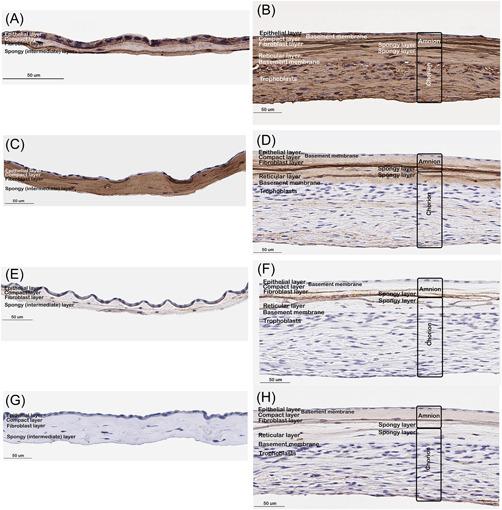 https://cdn.ncbi.nlm.nih.gov/pmc/blobs/23ca/9399452/f2cbd5613f87/HSR2-5-e794-g002.jpg