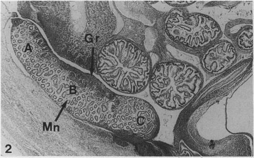 https://cdn.ncbi.nlm.nih.gov/pmc/blobs/23cb/1167708/0303b5cc8d77/janat00125-0172-a.jpg