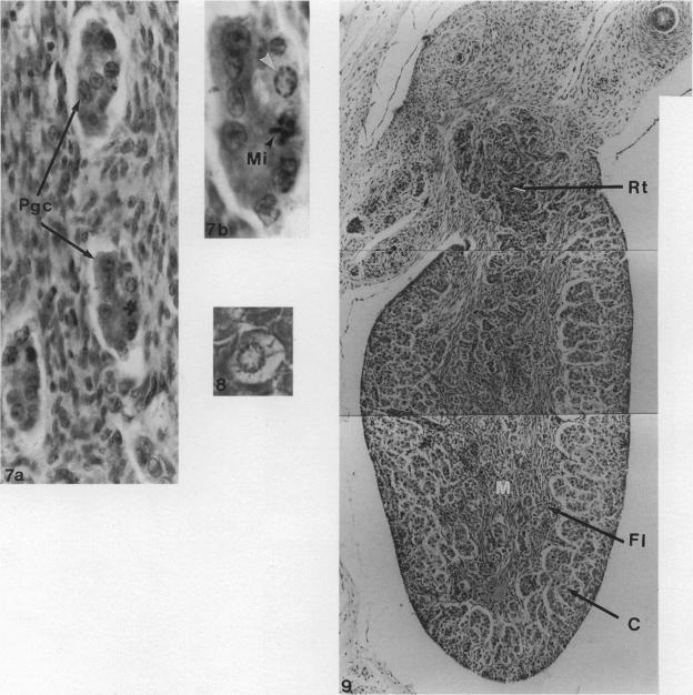 https://cdn.ncbi.nlm.nih.gov/pmc/blobs/23cb/1167708/412fd4f5ac75/janat00125-0173-a.jpg