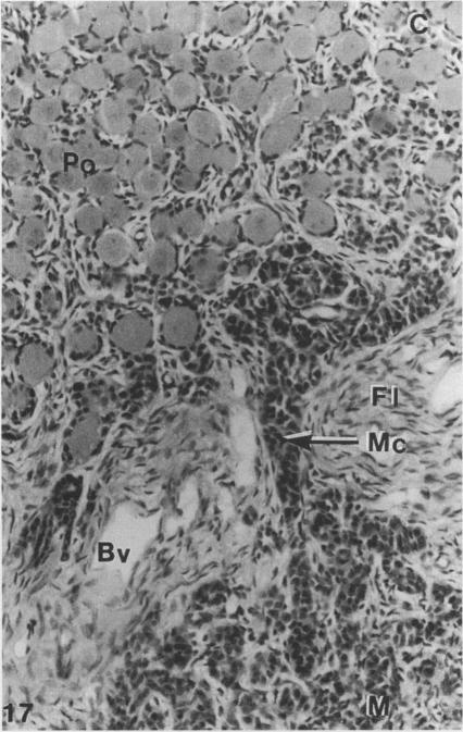 https://cdn.ncbi.nlm.nih.gov/pmc/blobs/23cb/1167708/bf65b585ae95/janat00125-0179-a.jpg