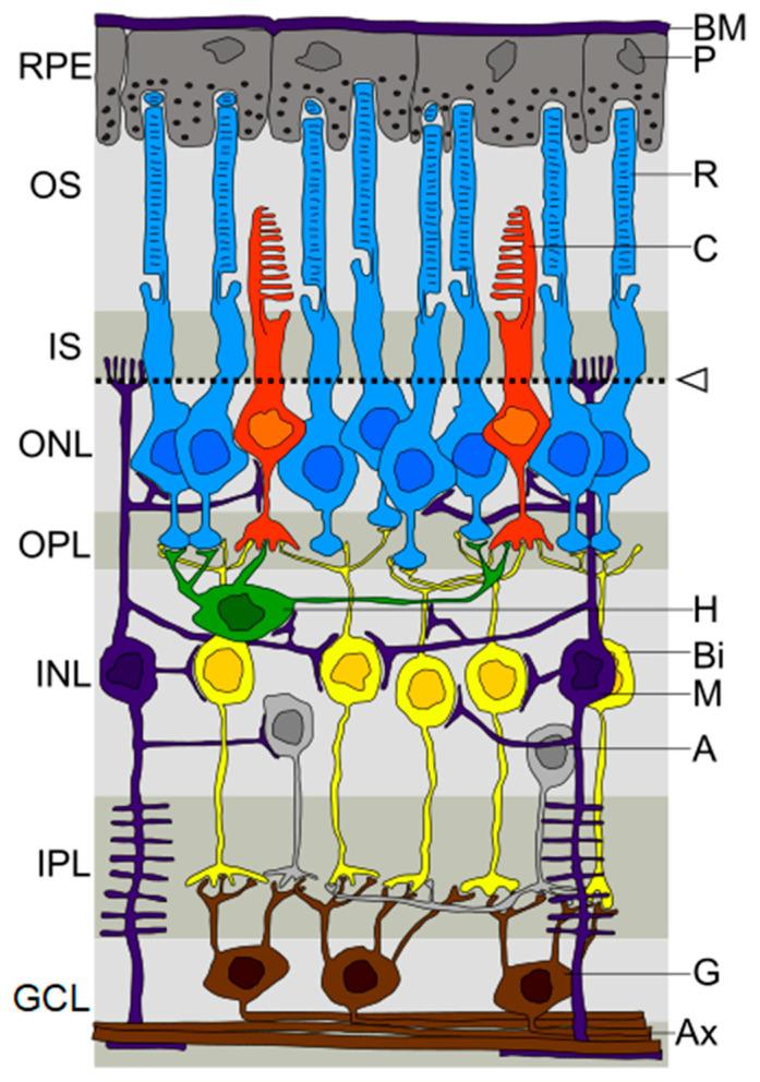 https://cdn.ncbi.nlm.nih.gov/pmc/blobs/23cd/10452537/0d350a8bf44c/brainsci-13-01173-g001.jpg