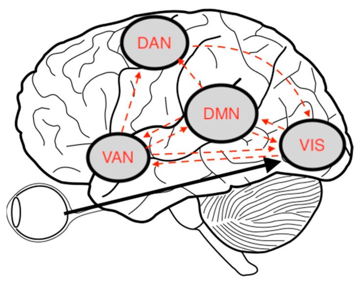 https://cdn.ncbi.nlm.nih.gov/pmc/blobs/23cd/10452537/f99f149d401f/brainsci-13-01173-g002.jpg