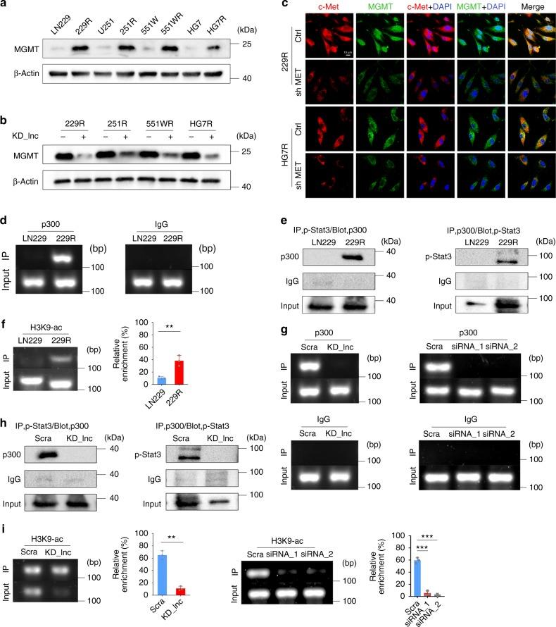 https://cdn.ncbi.nlm.nih.gov/pmc/blobs/23cd/6499807/9cc6ed0e310c/41467_2019_10025_Fig6_HTML.jpg