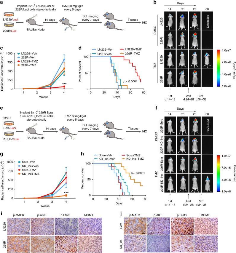 https://cdn.ncbi.nlm.nih.gov/pmc/blobs/23cd/6499807/b6b937920271/41467_2019_10025_Fig7_HTML.jpg