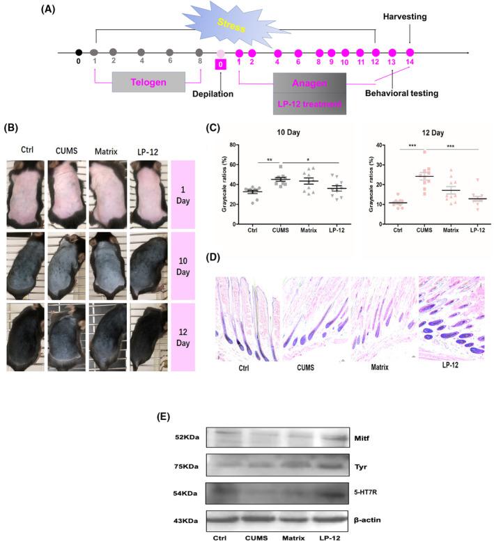 https://cdn.ncbi.nlm.nih.gov/pmc/blobs/23ce/11977531/d85c6b2a1b33/FSB2-37-e22893-g005.jpg