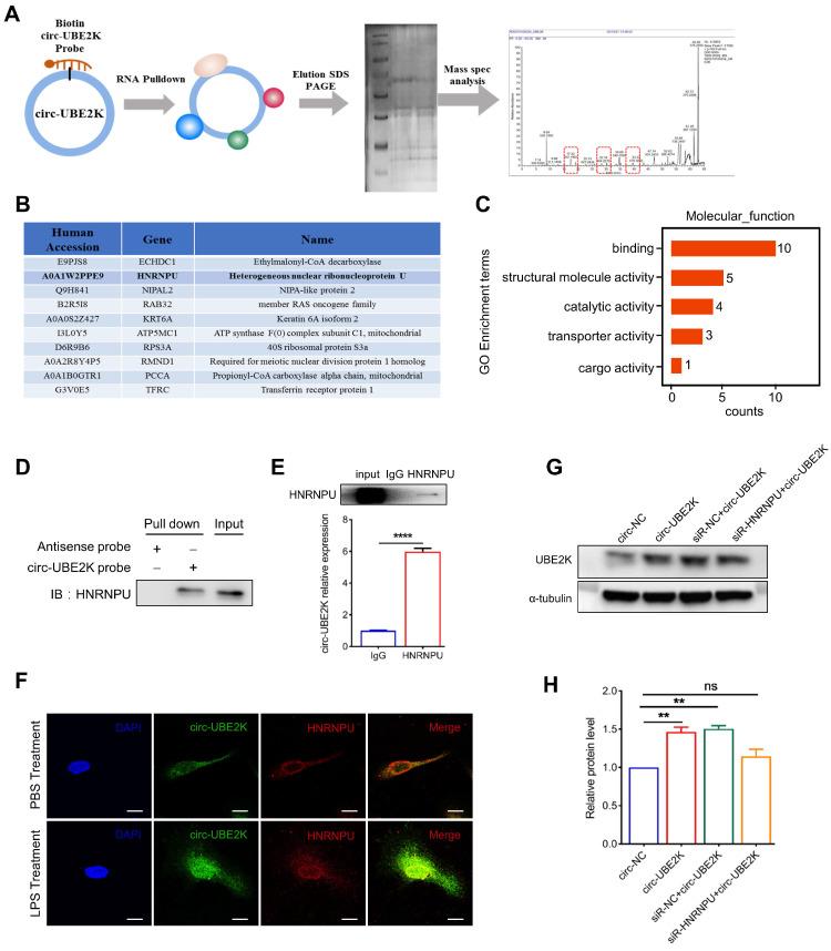 https://cdn.ncbi.nlm.nih.gov/pmc/blobs/23d3/11234284/a9bf013bbfda/thnov14p4058g007.jpg