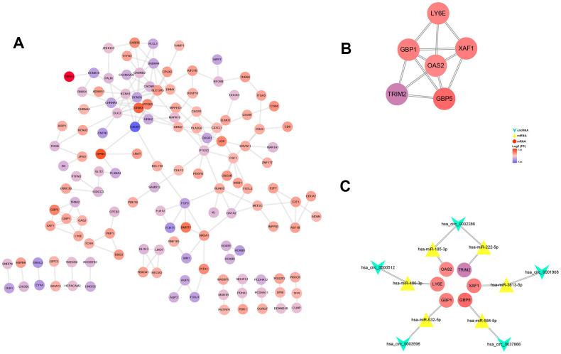 https://cdn.ncbi.nlm.nih.gov/pmc/blobs/23d3/7762515/3d3191434b61/aging-12-104107-g007.jpg