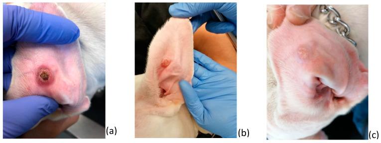 https://cdn.ncbi.nlm.nih.gov/pmc/blobs/23d4/10304710/8f7452409e94/pathogens-12-00821-g001.jpg
